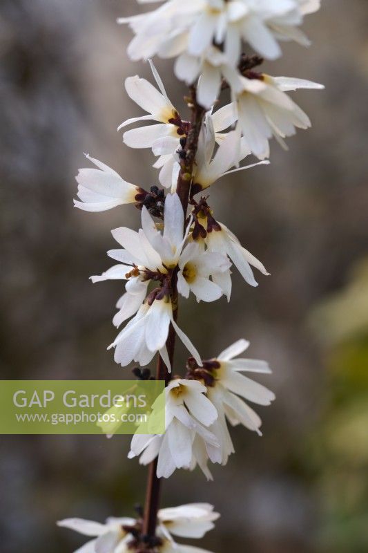 Abeliophyllum distichum - white forsythia