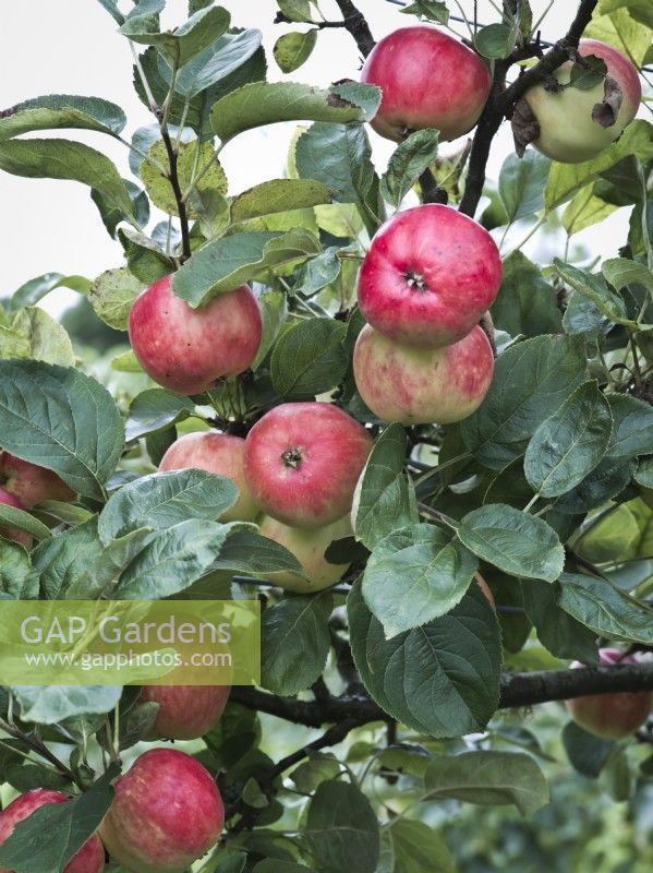 Apple 'Red Miller's Seedling' - Malus domestica