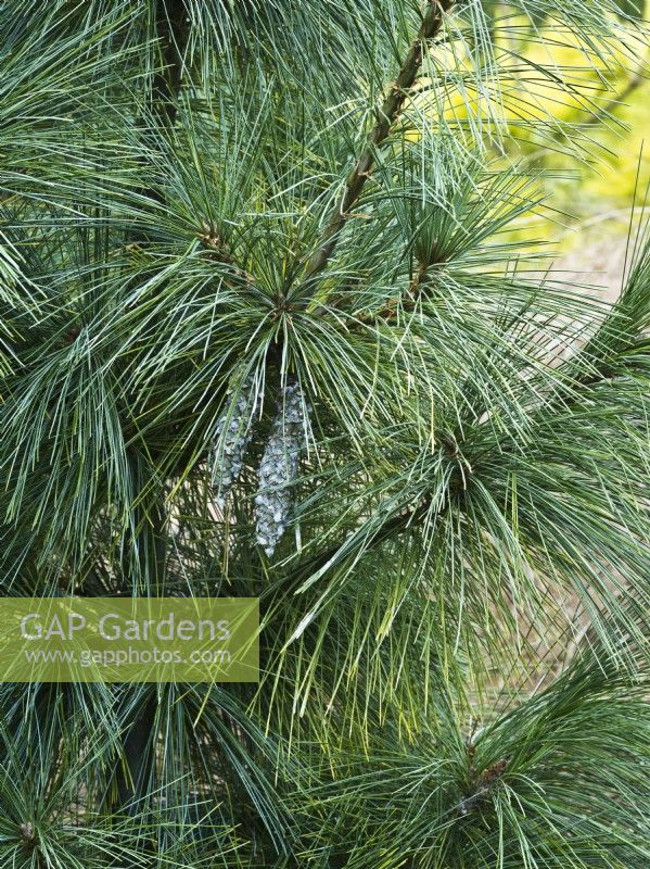 Pinus x schwerinii 'Wiethorst' - silver-grey cones ageing to brown