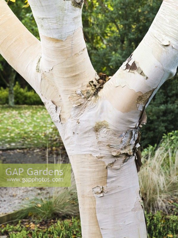 Betula costata - Birch tree - peeling bark