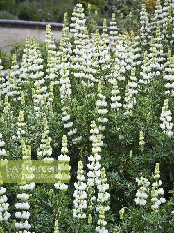 Lupinus arboreus - white-flowered tree lupin - June