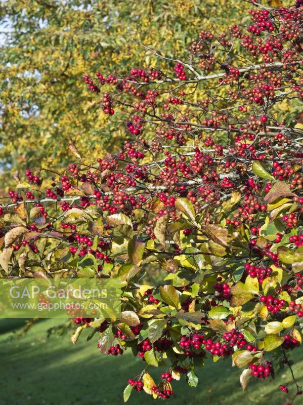Crataegus persimilis 'Prunifolia' - red berries in Autumn - Hawthorn, Broad-leaved cockspur thorn
