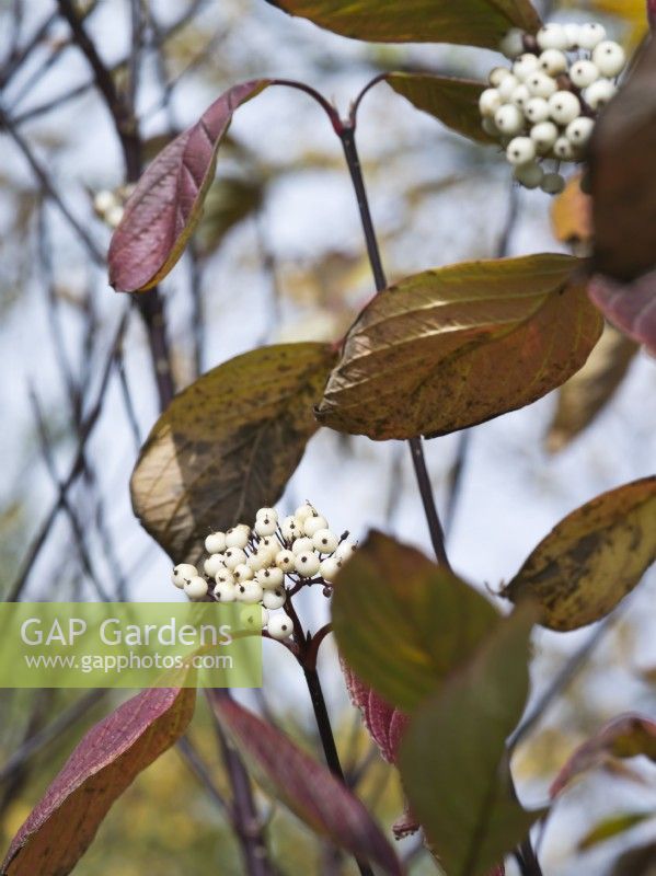 Cornus alba 'Kesselringii' - Dogwood - White berries in Autumn