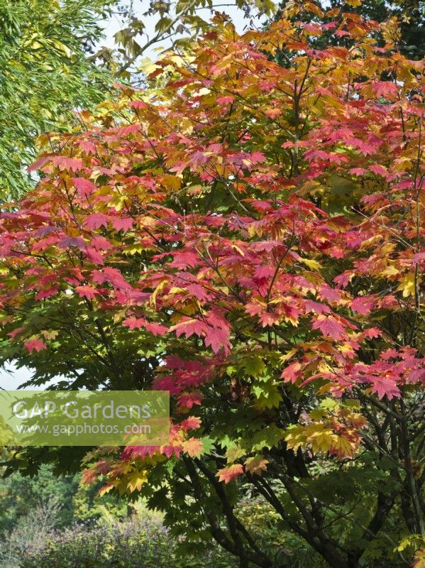 Acer japonicum 'Vitifolium' - autumn foliage - Japanese maple
