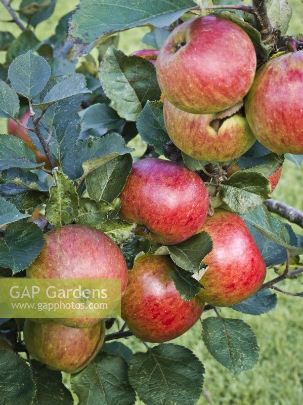 Apple 'Bramley's Seedling' - Malus domestica - cooking apple