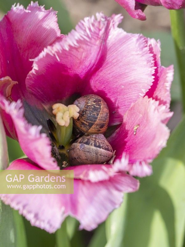 Snails nestling inside tulip petals