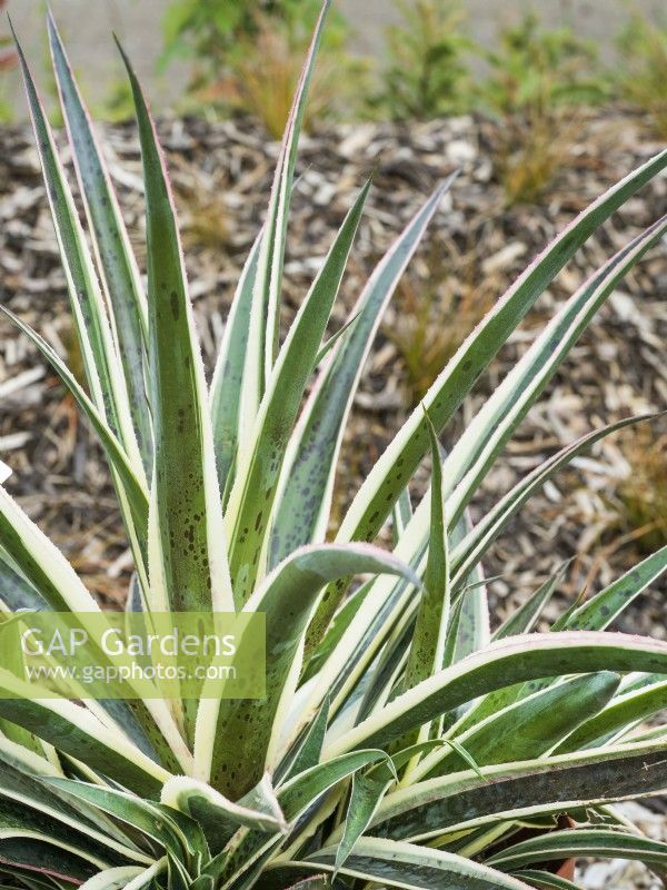 Mangave manfreda x Agave Mad About Mangave Pineapple Punch, summer June