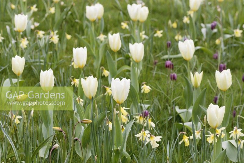 Tulipa 'Purissima' and N. 'W. P. Milner with Fritillaria meleagris growing in grass