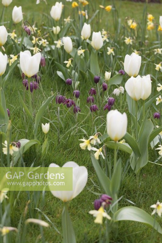 Fritillaria meleagris with Tulipa 'Purissima' and N. 'W. P. Milner growing in grass