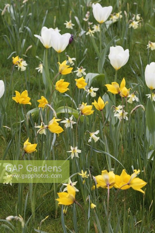 Tulipa 'Sylvestris', T. Purissima and Narcissus 'W. P. Milner' growing in grass
