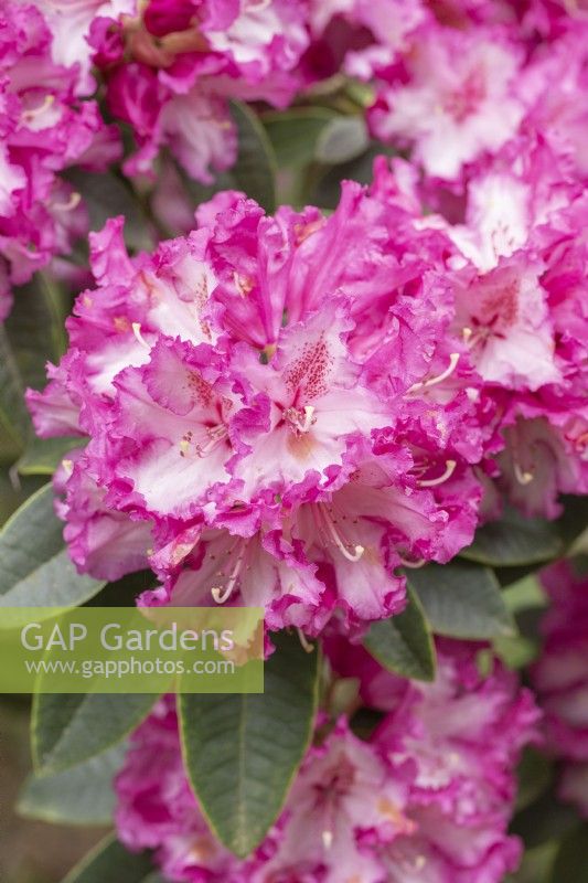 Rhododendron 'Elsie Watson' - in Spring