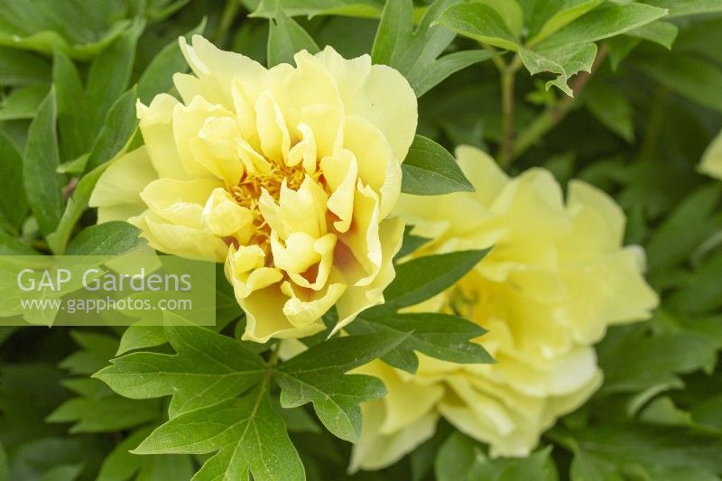 Paeonia 'Yellow Waterlily' - Itoh intersectional peonies - Spring