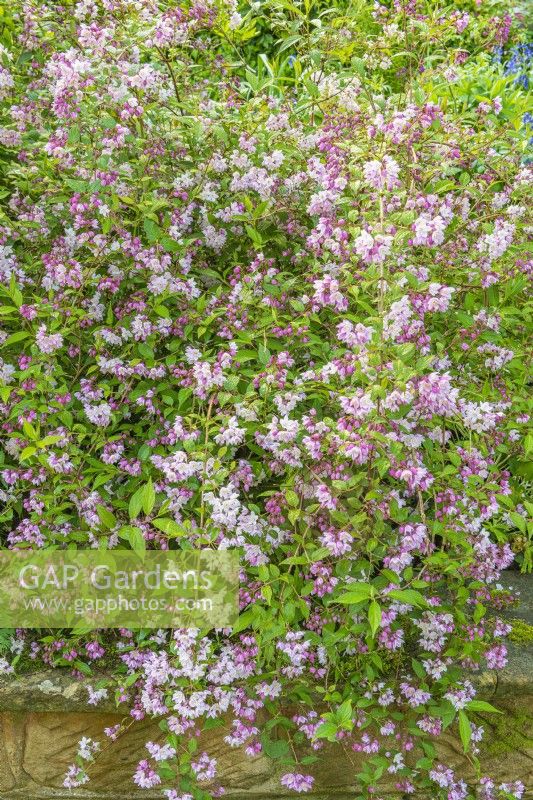 Deutzia x rosea 'Yuki Cherry' flowering in Spring - April