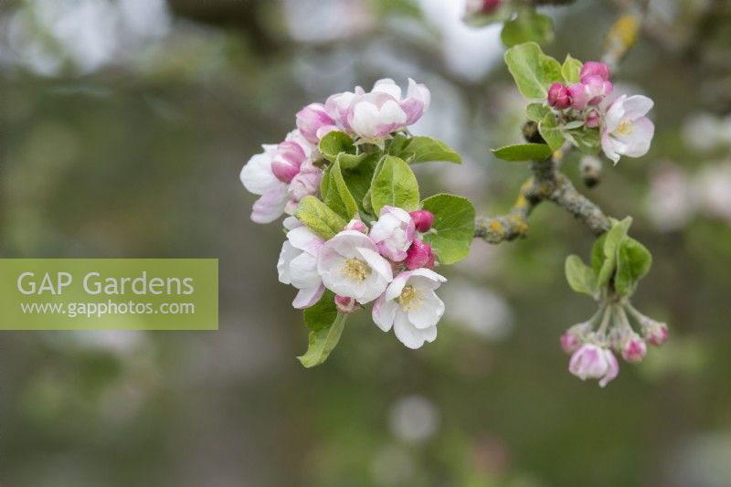 Malus domestica 'Taylors' - Cider apple blossom