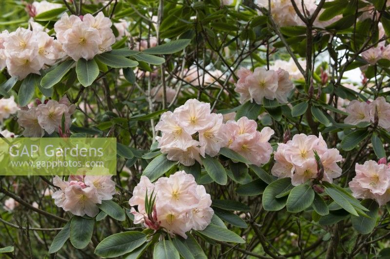 Rhododendron 'Hydon Juliet'