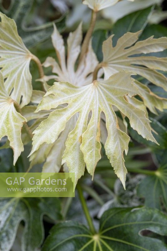 Fatsia japonica 'Tsumugi-shibori' - Japanese aralia foliage