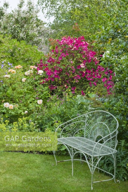 Rosa x odorata 'Mutabilis' in a mixed border with other shrubs and herbaceous perennials. Painted wirework seat on the lawn in front. June,