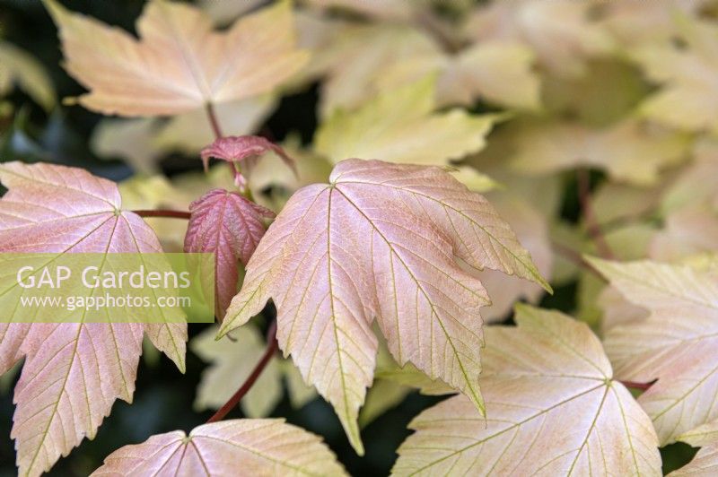 Acer pseudoplatanus 'Brilliantissimum' Japanese Maple