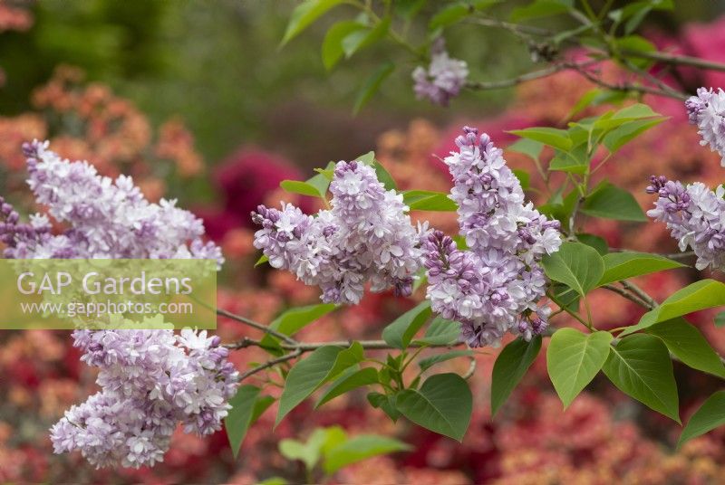 Syringa vulgaris 'Madame Antonie Buchner' - Lilac