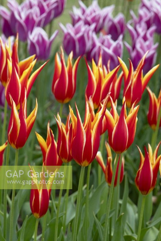 Tulipa 'Aladdin' - Lily Flowerd Tulip