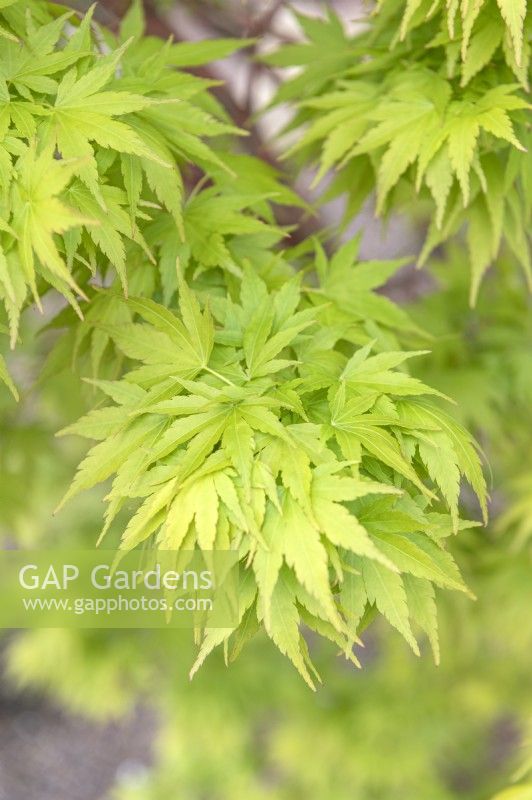 Acer palmatum 'Sango Kaku' Japanese Maple