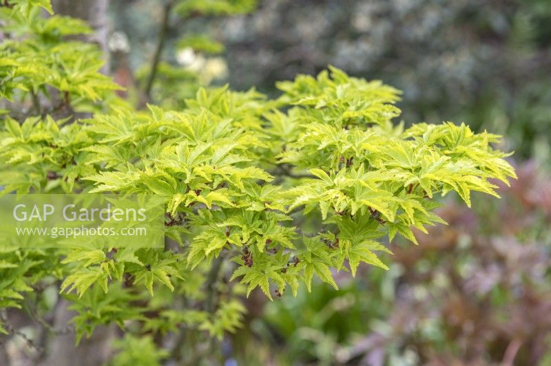 Acer palmatum 'Shishi Gashira' Japanese Maple