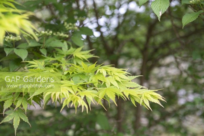 Acer palmatum 'Sango-kaku' Japanese Maple