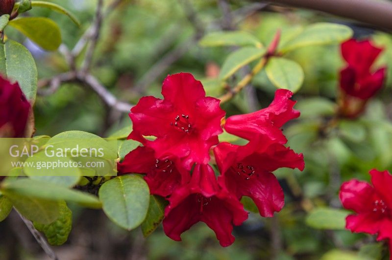 Rhododendron 'Axel Olsen'