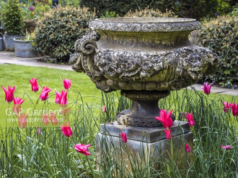 Large decorative stone urn on a plinth surrounded by Tulipa 'Queen Rania'