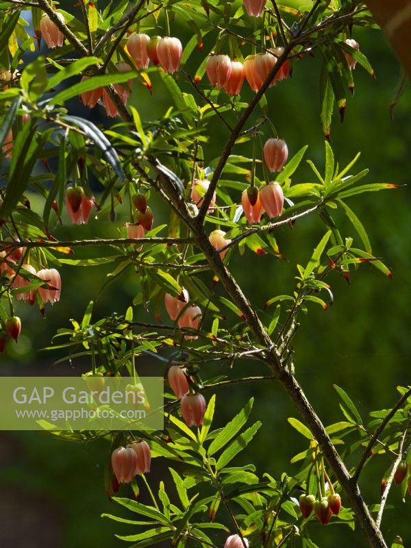 Crinodendron hookerianum 'Ada Hoffmann' May Spring