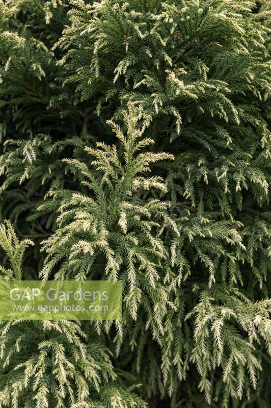 Cryptomeria japonica 'Sekkan sugi' Japanese cedar