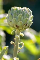 Cynara scolymus - Close up of artichoke flower head 