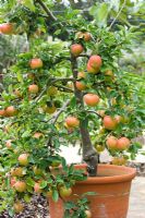 Malus 'Fiesta' Small tree with apples growing in container. 