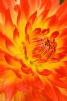 Dahlia 'Trelyn Sunset' closeup of yellow flower with tips of petals tinted vivid red 