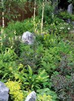 Woodland border with Betula - Birch underplanted with digitalis, rosa rubiginosa and ferns