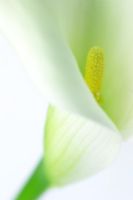 Zantedeschia - Close up of Arum Lily 