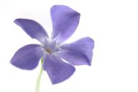 Vinca major - Great periwinkle closeup of delicate purple flower
