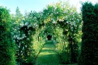 Pergola with Rosa 'Felicite Perpetue' and 'Adelaide D'Orleans' at The Dower House in Shropshire