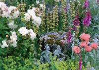 Herbaceous border with Rosa 'Penelope', Papaver 'Turkish Delight' and stachys at Frith Lodge in Sussex