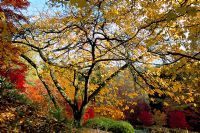 Prunus 'Taihaku' with autumn colours at Winkworth Arboretum Surrey