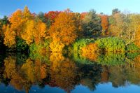 Autumnal colour at lake in Winkworth Arboretum
in Surrey