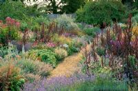 Double borders in late summer with Atriplex - Red Orache, Lavandula - Lavender, Sedum and Echinacea purpurea. Parham in Sussex