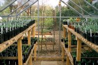Glasshouse with pots of seedlings at The Anchorage in Kent