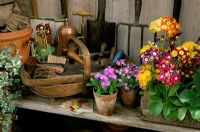 Tools and pots with Primula auricula, frondosa and 'Freedom' in shed
Fairfield in Surrey