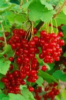 Ribes rubrum - closeup of fruit from red currants in summer. The Croft in Cheshire