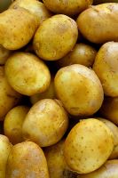 Solanum tuberosum - Potatoes