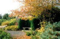 Autumn garden with bench at The Dingle in Powys. Amelanchier lamarckii