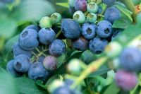 Vaccinium myrtillus 'Ivanhoe' - Closeup of Blueberries on bush