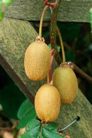 Actinidia deliciosa - Closeup of Kiwi fruit on stem