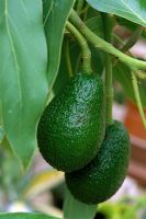 Persea - Avocado 'Hass'
Closeup of fruit on tree